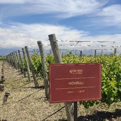 Finca Novelli